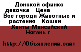 Донской сфинкс девочка › Цена ­ 15 000 - Все города Животные и растения » Кошки   . Ханты-Мансийский,Нягань г.